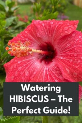 Are Hibiscus Flowers Poisonous: A Dive into Myths, Facts, and Culinary Adventures