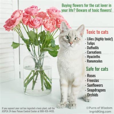 Are Stock Flowers Poisonous to Cats? And Why Do Cats Always Seem to Gravitate Towards the Most Dangerous Plants?