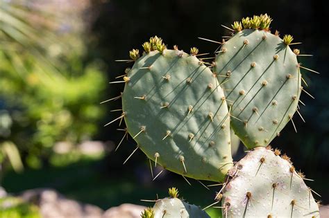 Do Cactus Have Flowers? And Why Do They Dream of Electric Sheep?