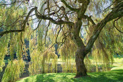 Do Weeping Willows Have Flowers? And Why Do They Cry at Night?