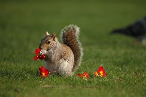 Flowers That Squirrels Won't Eat: A Philosophical Inquiry into the Nature of Resistance