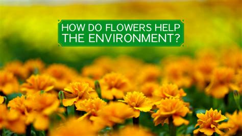 How Do Flowers Help the Environment, and Why Do They Sometimes Smell Like Rainbows?