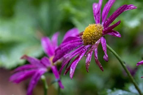 How Long Flowers Last Without Water and the Mysterious Dance of Time in a Deserted Garden