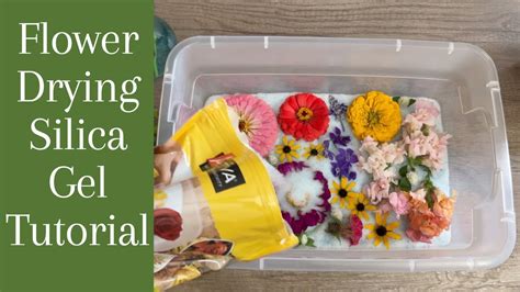 How to Dry Flowers in Silica Gel: A Journey Through Preservation and the Art of Letting Go