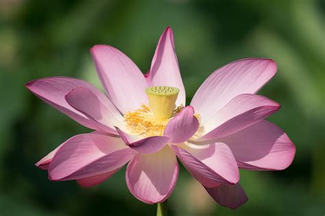 How to Make Flowers Bloom: A Symphony of Sunlight and Whispered Secrets