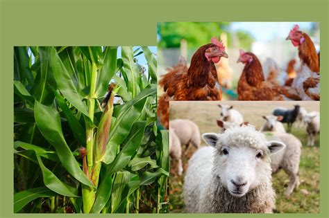 Is Mixed Crop and Livestock Subsistence or Commercial: A Kaleidoscope of Perspectives