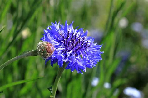 What Flowers Are Naturally Blue: A Journey Through Nature's Rare Palette