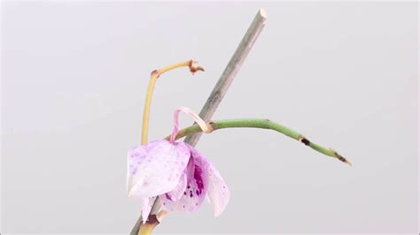 When do orchids lose their flowers, and why do they sometimes bloom in the middle of a thunderstorm?